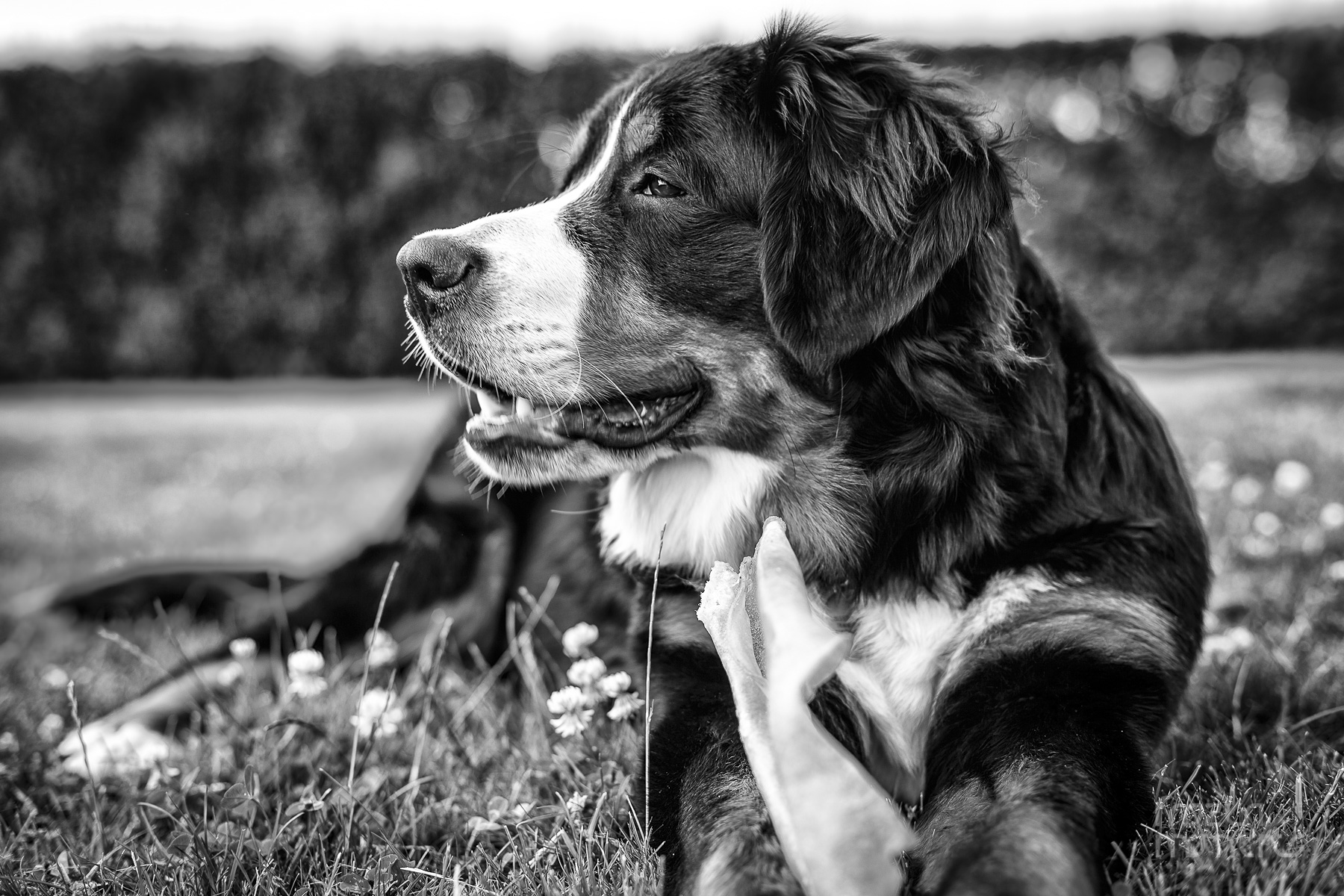 Even dogs do great DOF and bokeh